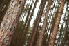 pine tree forest - photo/picture definition - pine tree forest word and phrase image