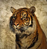 tiger - photo/picture definition - tiger word and phrase image