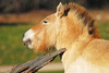 Mongolian horse - photo/picture definition - Mongolian horse word and phrase image