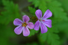 robert geranium - photo/picture definition - robert geranium word and phrase image