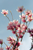 magnolia blossoming - photo/picture definition - magnolia blossoming word and phrase image