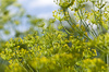 blooming fennel - photo/picture definition - blooming fennel word and phrase image