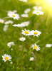 camomile field - photo/picture definition - camomile field word and phrase image