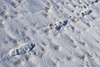 snow prints - photo/picture definition - snow prints word and phrase image