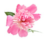 peony blossom - photo/picture definition - peony blossom word and phrase image