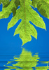 papaya leaf - photo/picture definition - papaya leaf word and phrase image