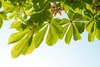horse chestnuts leaves - photo/picture definition - horse chestnuts leaves word and phrase image