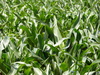 cornfield - photo/picture definition - cornfield word and phrase image