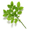 billberry leaves - photo/picture definition - billberry leaves word and phrase image