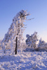 hoarfrost - photo/picture definition - hoarfrost word and phrase image