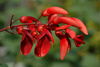 erythrina plant - photo/picture definition - erythrina plant word and phrase image