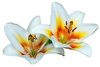 madonna lilies - photo/picture definition - madonna lilies word and phrase image