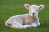 lamb - photo/picture definition - lamb word and phrase image