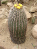 barrel cactus - photo/picture definition - barrel cactus word and phrase image