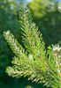 spruce branch - photo/picture definition - spruce branch word and phrase image