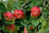 apple tree - photo/picture definition - apple tree word and phrase image