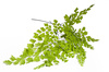 maidenhair leaves - photo/picture definition - maidenhair leaves word and phrase image