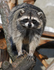 raccoon - photo/picture definition - raccoon word and phrase image