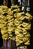 banana bunches - photo/picture definition - banana bunches word and phrase image