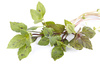 basil bunch - photo/picture definition - basil bunch word and phrase image