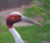 red crane - photo/picture definition - red crane word and phrase image