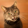 cyprian cat - photo/picture definition - cyprian cat word and phrase image