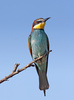 bee eater - photo/picture definition - bee eater word and phrase image