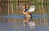 crested grebe - photo/picture definition - crested grebe word and phrase image