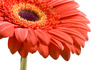 gerbera - photo/picture definition - gerbera word and phrase image