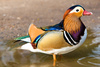 mandarin duck - photo/picture definition - mandarin duck word and phrase image