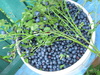 bilberry crop - photo/picture definition - bilberry crop word and phrase image