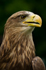 white-tailed eagle - photo/picture definition - white-tailed eagle word and phrase image