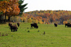bison herd - photo/picture definition - bison herd word and phrase image