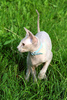 sphynx cat - photo/picture definition - sphynx cat word and phrase image