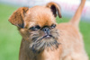 Belge griffon dog - photo/picture definition - Belge griffon dog word and phrase image