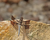 whitetail dragonfly - photo/picture definition - whitetail dragonfly word and phrase image