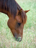 sorrel horse - photo/picture definition - sorrel horse word and phrase image