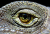 iguana eye - photo/picture definition - iguana eye word and phrase image