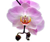 purple orchid - photo/picture definition - purple orchid word and phrase image