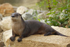 river otter - photo/picture definition - river otter word and phrase image