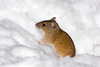 wild field mouse - photo/picture definition - wild field mouse word and phrase image