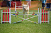 dog agility trial - photo/picture definition - dog agility trial word and phrase image
