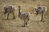 baby ostrich - photo/picture definition - baby ostrich word and phrase image