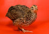 Japanese quail - photo/picture definition - Japanese quail word and phrase image