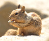 ground squirrel - photo/picture definition - ground squirrel word and phrase image