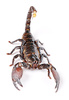 scorpion - photo/picture definition - scorpion word and phrase image