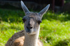 guanacos - photo/picture definition - guanacos word and phrase image