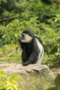 colobus monkey - photo/picture definition - colobus monkey word and phrase image