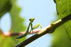 praying mantis - photo/picture definition - praying mantis word and phrase image