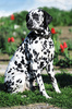 dalmatian dog - photo/picture definition - dalmatian dog word and phrase image